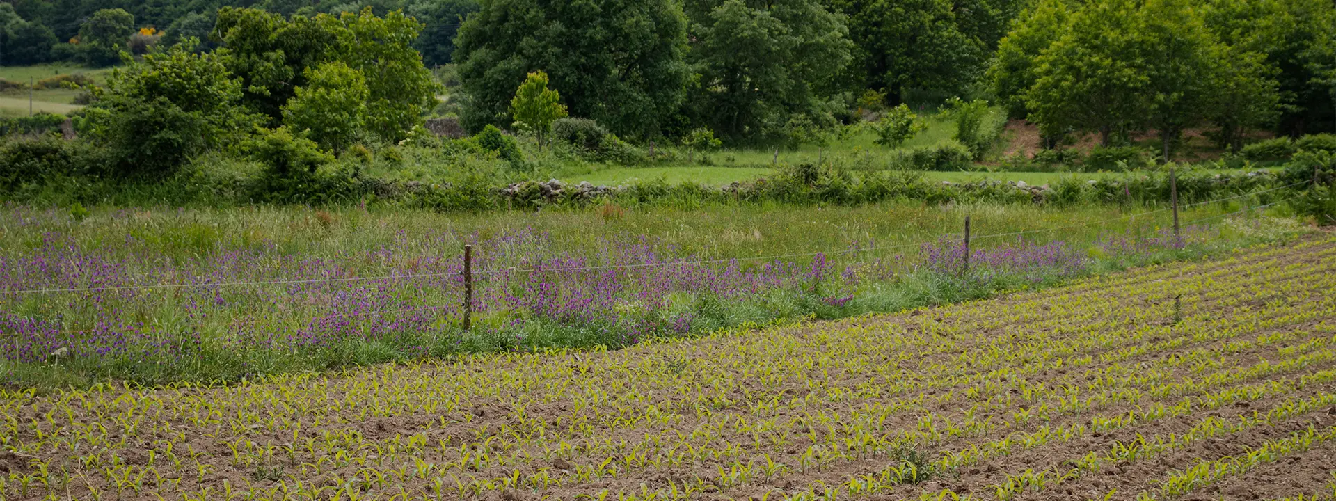 Nuevos modelos productivos